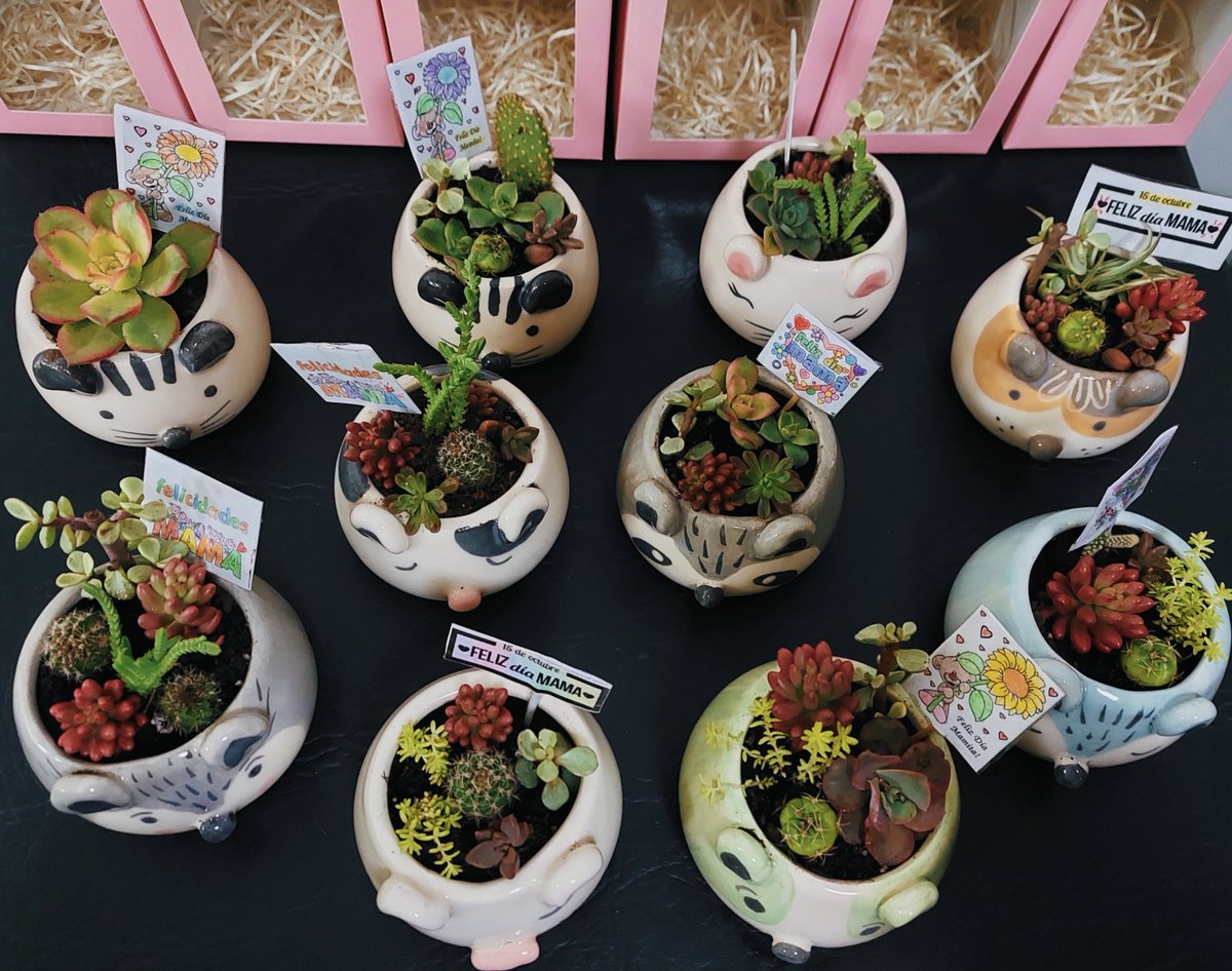 solnazarena's tweet photo. Estoy haciendo macetitas de ceramica con plantitas para el día de la madre , cualquier cosita pueden consultarme y sino con un rt me ayudan muchísimo , graciassss💖 https://t.co/O9EYUSIU6S