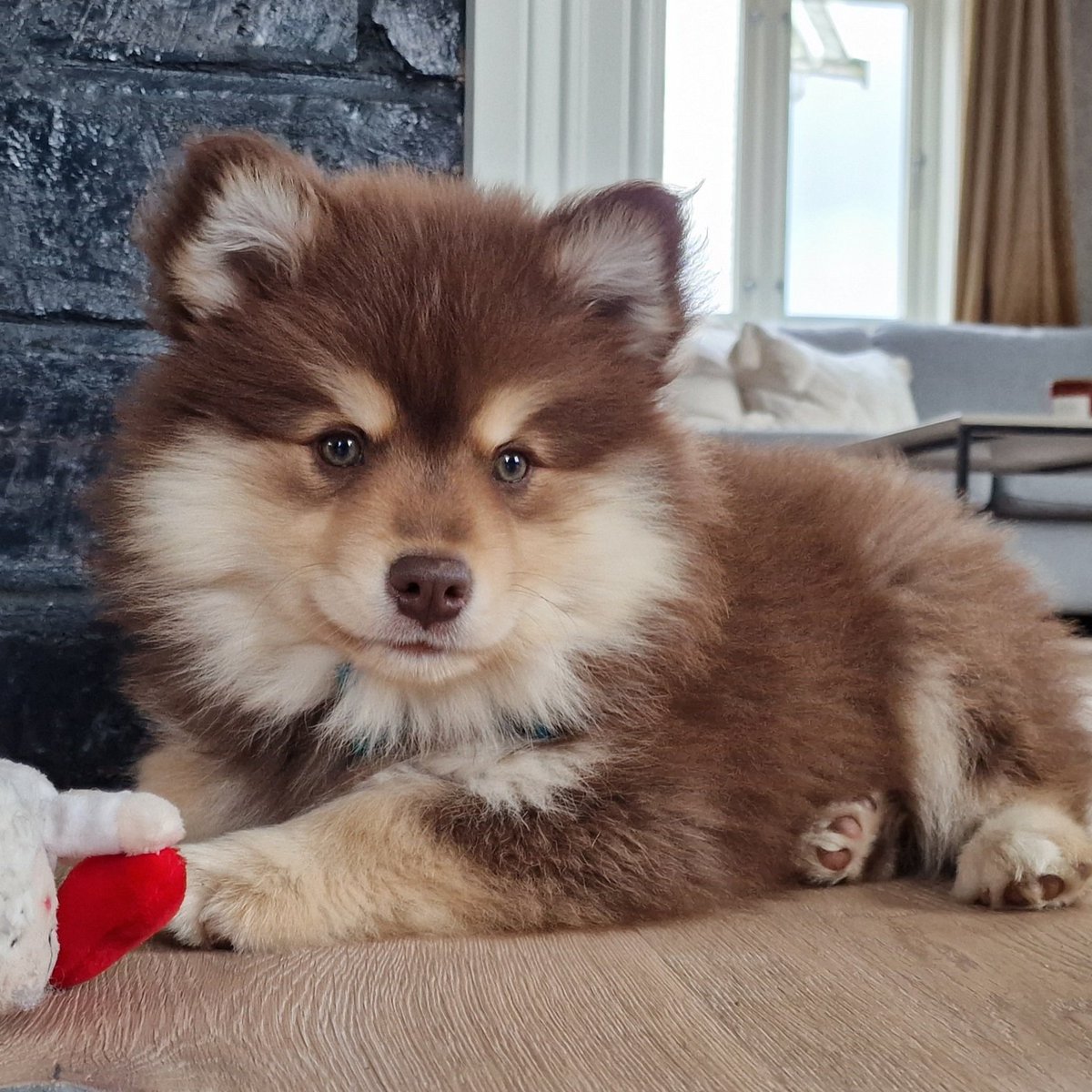 BirgitHegge's tweet photo. Er det innafor å påberope seg bestemorstatus når vidunderet har fire bein og hale? 🤔
#finsklapphund #valp #bøllefrø https://t.co/gGJWw3WX0Y