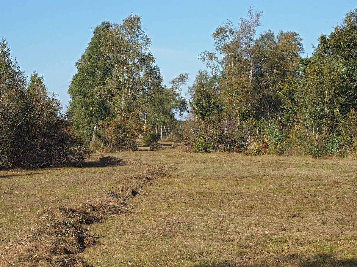 N2000drenthe's tweet photo. In het @Holtingerveld1 zijn @Natuurmonument @staatsbosbeheer en @RijksvastgoedNL druk bezig met maaien en afvoeren van de bijzondere heischrale graslanden. Daardoor blijft de hoge biodiversiteit in stand. Prima werk! @LBDrenthe @ProvDrenthe @HenkJumelet @_Prolander https://t.co/HBlER1Mxpv
