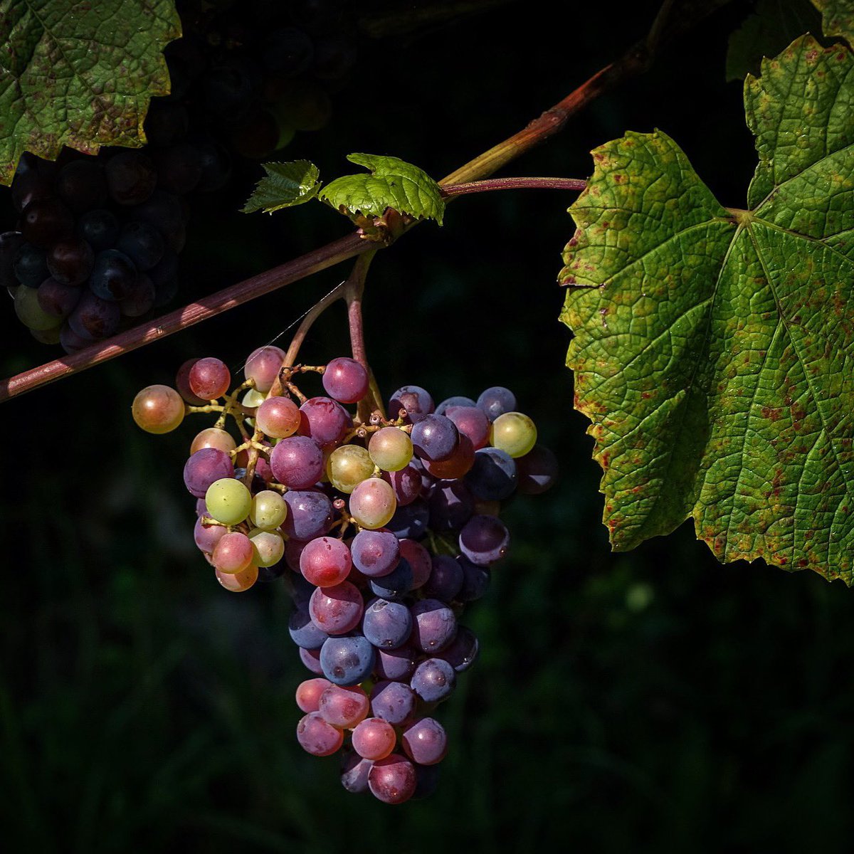 farmershive's tweet photo. Fresh off the vine 🌱
Timing is everything & it's time to digitize your microclimate with Farmer’s Hive. Create historical climate records on your farm📲
Original photo by Pixabay
#farmershive #environment #digital #asset #farm #vineyard #grow #fall #iot #data #realtime #emaas https://t.co/haQ2G9HNtq