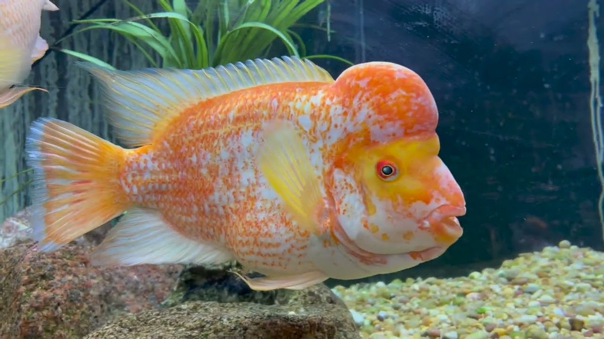 Dahlyvh's tweet image. October 2022 - Fishroom Tour! dlvr.it/Sb1ZK5