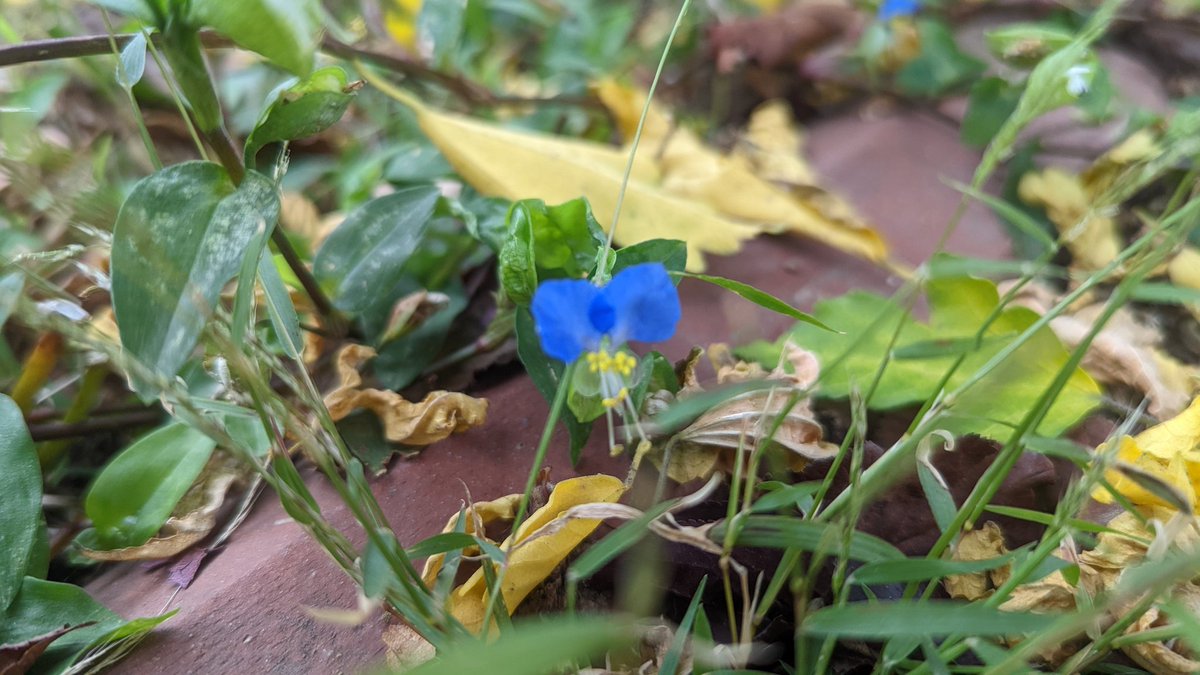 tsarstepan tweet media