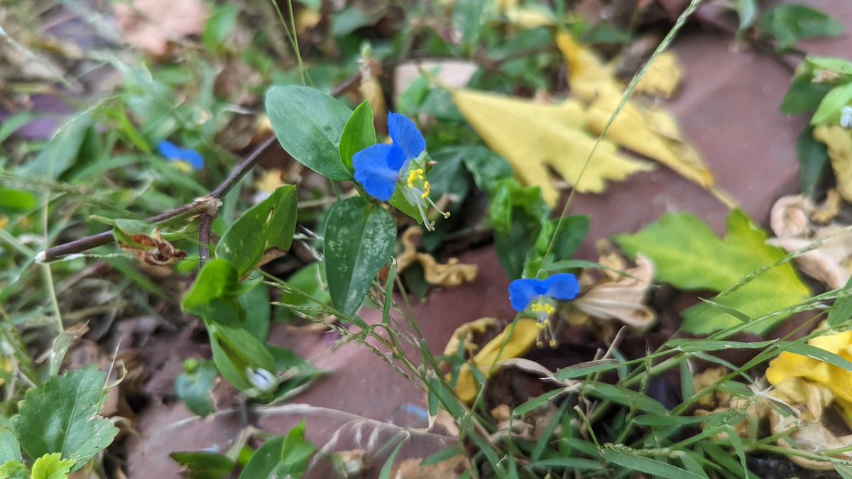 tsarstepan tweet media