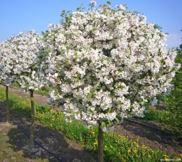 Hello FAM✌️ 
When you become a holder of our NFT and become part of our community, we will plant your name apple tree in your honor in our garden 🍎🌳 
These are the coolest utilities that work to reduce carbon dioxide emissions 🌍
#NFTs #NFTCommuntiy #NFTFam
#NFTutilities #NFT