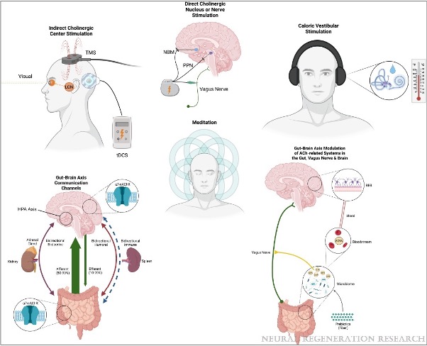 Our new perspective paper on noninvasive cholinergic targets in Parkinson is out: pubmed.ncbi.nlm.nih.gov/36204846/ There may also be cholinergic targets in the gut-brain axis.
