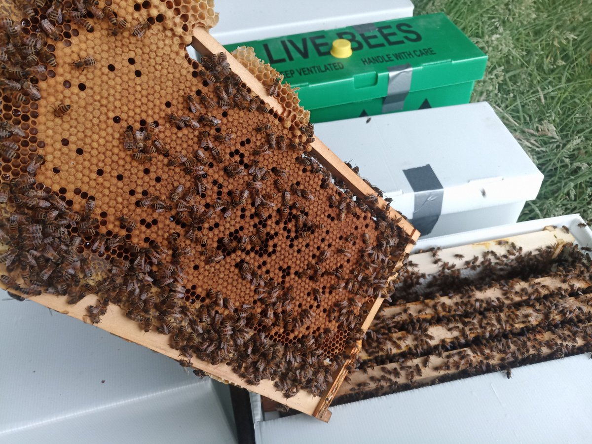 BeesBishops's tweet image. We are currently taking pre-orders for over-wintered Langstroth nucs. These fantastic nucs will be supplied on five frames in spring 2023 ready to be transferred into a full hive.

£320 - bishopsbees.co.uk/product/overwi…

#beesforsale #britishbees #langstroth #honeybees #beekeeping #bees