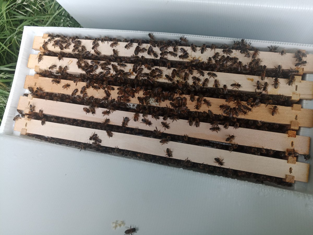 BeesBishops's tweet image. We are currently taking pre-orders for over-wintered Langstroth nucs. These fantastic nucs will be supplied on five frames in spring 2023 ready to be transferred into a full hive.

£320 - bishopsbees.co.uk/product/overwi…

#beesforsale #britishbees #langstroth #honeybees #beekeeping #bees