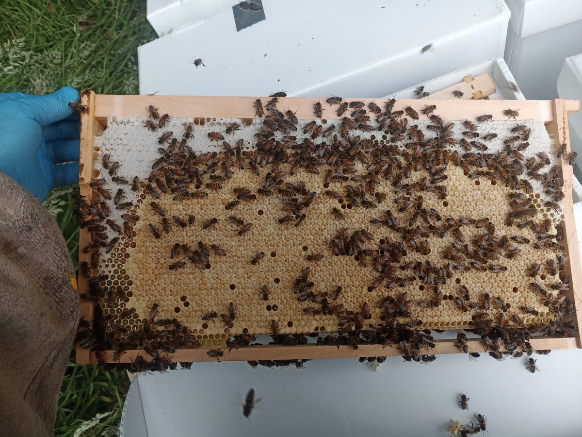 BeesBishops's tweet image. We are currently taking pre-orders for over-wintered Langstroth nucs. These fantastic nucs will be supplied on five frames in spring 2023 ready to be transferred into a full hive.

£320 - bishopsbees.co.uk/product/overwi…

#beesforsale #britishbees #langstroth #honeybees #beekeeping #bees