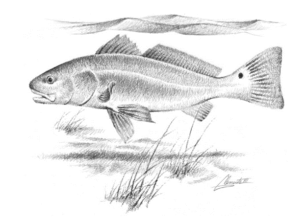 TXAdoptABeach's tweet image. Texas designated the redfish as the official state saltwater fish in 2011. They are more commonly known as red drum and are found all along the Texas coast. tpwd.texas.gov/publications/p…