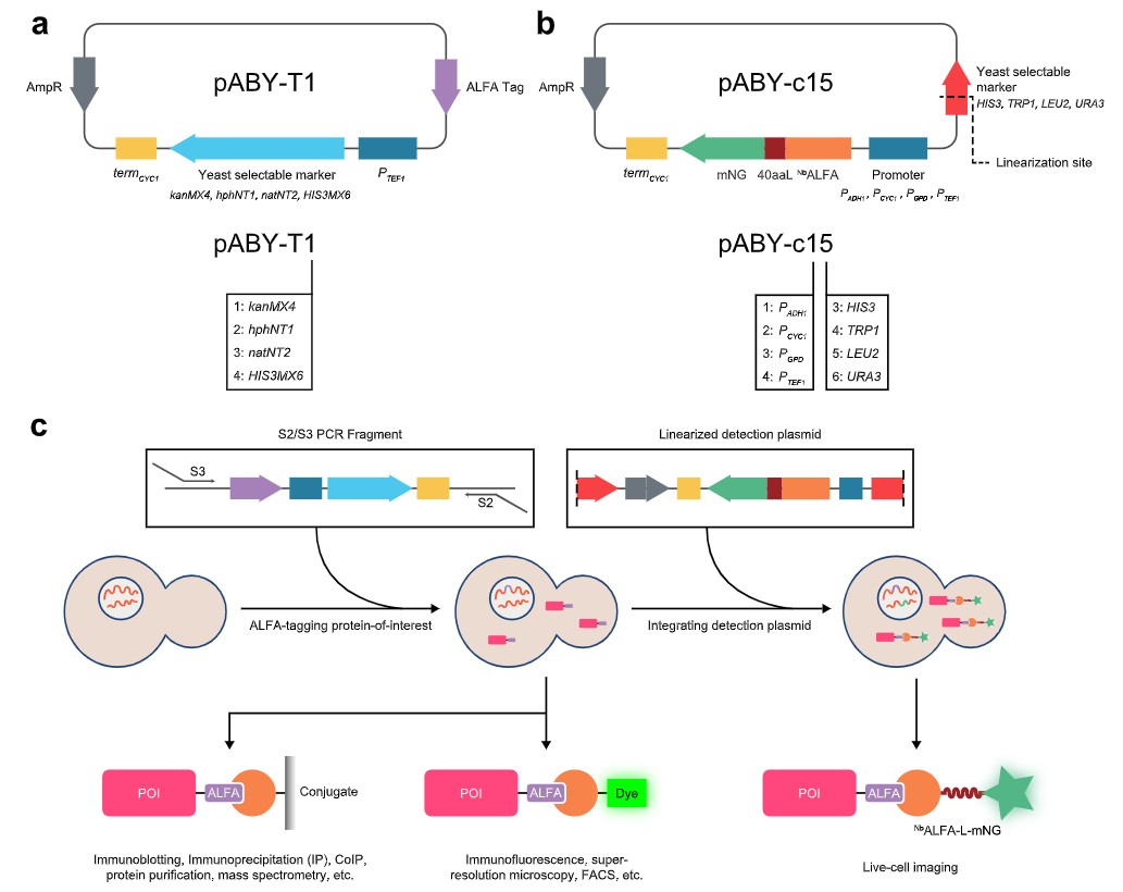 Yeast researchers, this #mSphere study is for you! It describes a plasmid-based toolkit (ALIBY) that provides a universal workflow to adopt the versatile, recently-developed ALFA tag/Nb ALFA system within Saccharomyces cerevisiae. Learn more here: asm.social/Qq