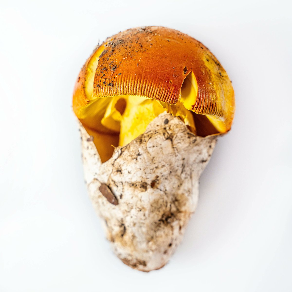 Rest_Calenric's tweet photo. Metamorfosi de l'ou de reig #texturesdebosc
#calenric #restaurantcalenric #valldebianya #estrellamichelin #michelinchef #michelinstar #guiamichelin #oad2022 https://t.co/EqIaYWToN5