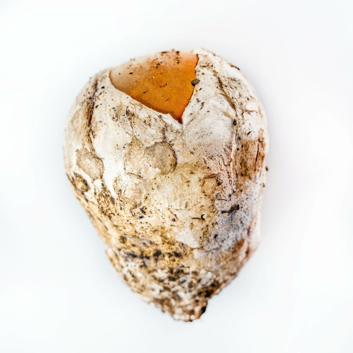 Rest_Calenric's tweet photo. Metamorfosi de l'ou de reig #texturesdebosc
#calenric #restaurantcalenric #valldebianya #estrellamichelin #michelinchef #michelinstar #guiamichelin #oad2022 https://t.co/EqIaYWToN5