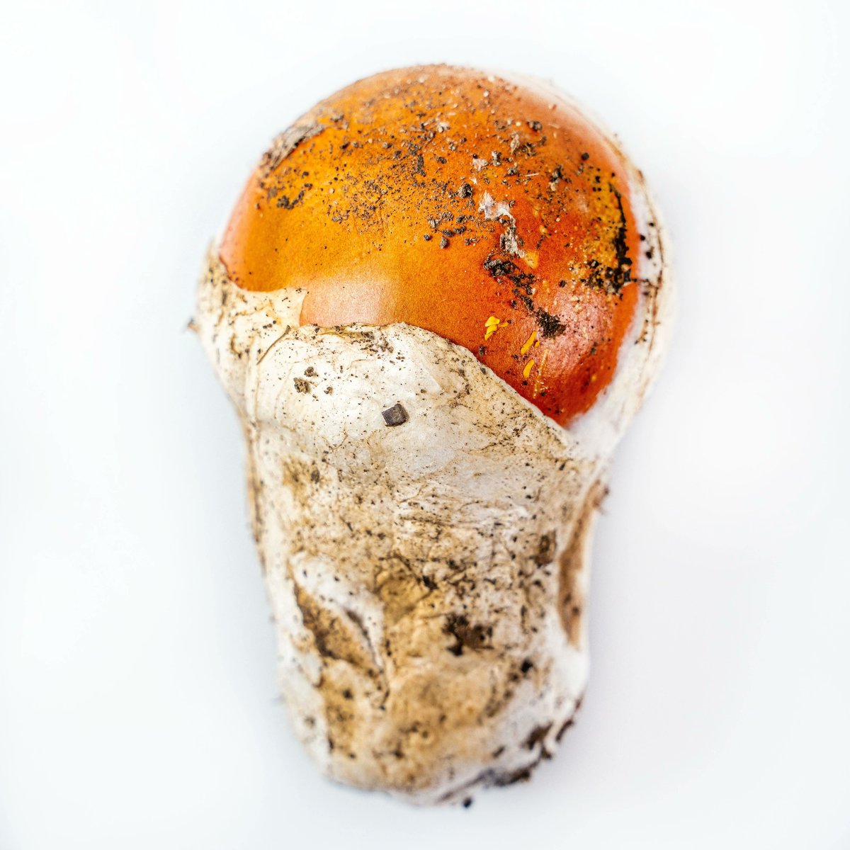 Rest_Calenric's tweet photo. Metamorfosi de l'ou de reig #texturesdebosc
#calenric #restaurantcalenric #valldebianya #estrellamichelin #michelinchef #michelinstar #guiamichelin #oad2022 https://t.co/EqIaYWToN5