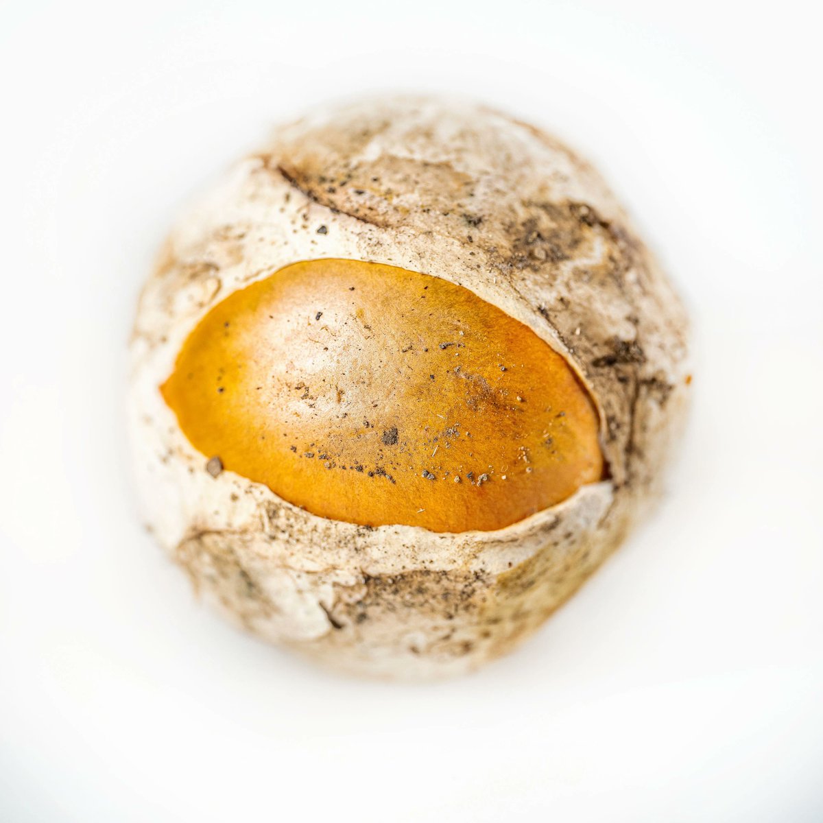 Rest_Calenric's tweet photo. Metamorfosi de l'ou de reig #texturesdebosc
#calenric #restaurantcalenric #valldebianya #estrellamichelin #michelinchef #michelinstar #guiamichelin #oad2022 https://t.co/EqIaYWToN5