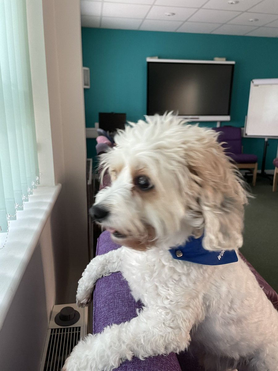 truebossbiscuit's tweet photo. I popped into #Aprilhouse @Southern_NHSFT today I was spoilt rotten - I had lots and lots of attention, some wanted to take me home - I love it so much I’m going back tomorrow https://t.co/x5OGzeScDs
