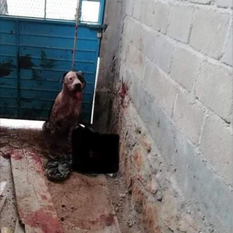 CrimesReais's tweet photo. Pitbull quase arranca o braço de ladrão que tentou entrar em uma casa para roubar. https://t.co/33hdoaxwas