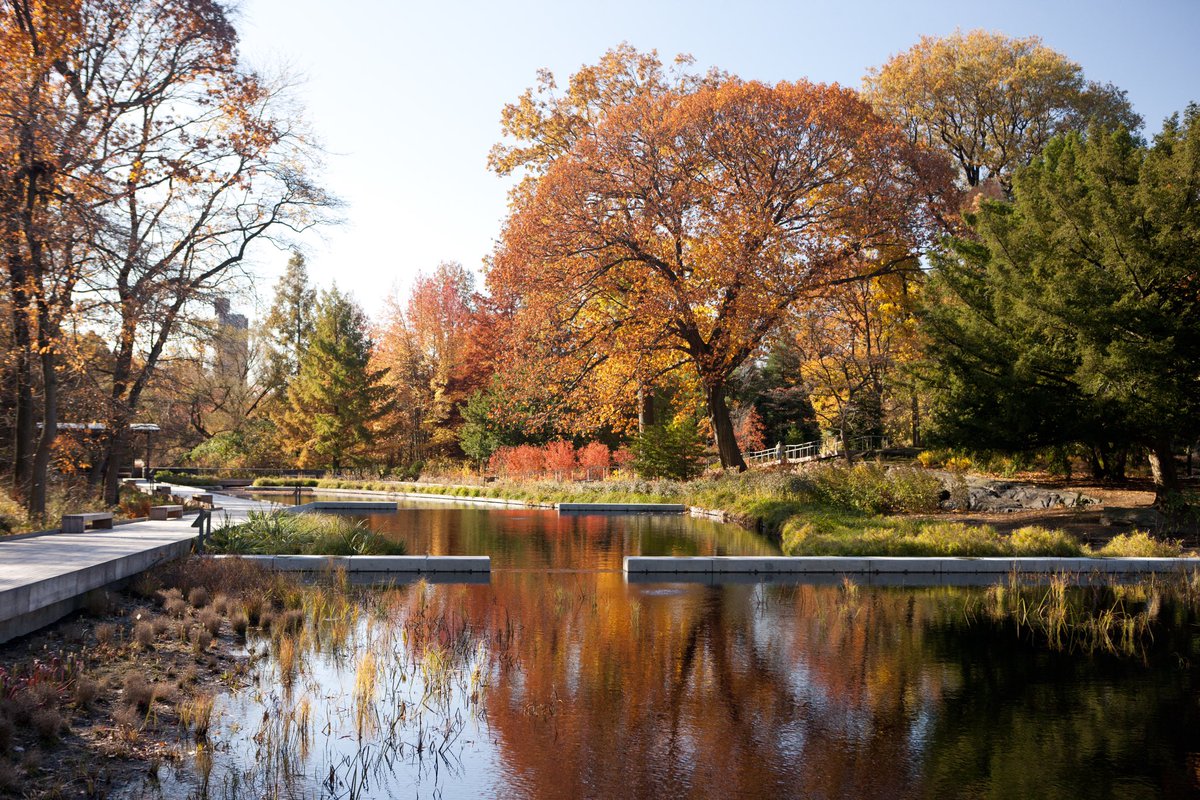 The water feature in autumn reflects the coloring of the tree and shrub foliage, giving the scene a sylvan atmosphere that can persuade visitors they are far removed from the heart of a busy city. 

📸: The New York Botanical Garden

#landscapearchitecture  #nybg #newyork