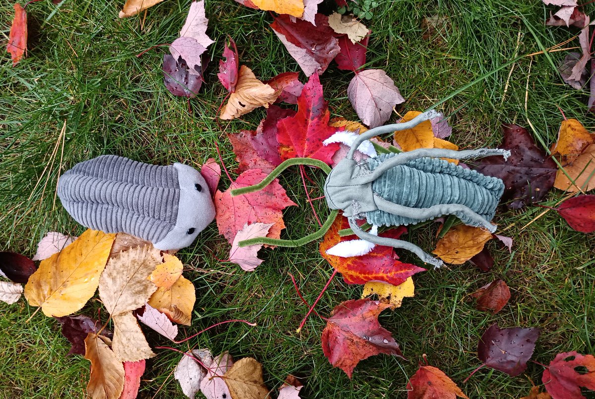 JohnRMoffitt's tweet photo. The leaves are really coming down today. I was outside enjoying the flurry of falling leaves when I noticed a marrella & a trilobite also enjoying the Fall color.
#MarellaMonday
#TrilobiteTuesday
#Adirondacks
@FloJoHorman
@ScientistMel
@Drstevenhobbs
@StevenDJBaumann https://t.co/HYAVMOq0ix