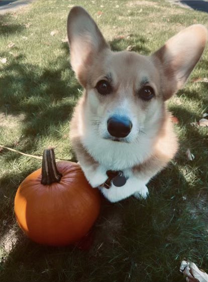 Supreme Leader Corgi 🏴‍☠️ tweet media