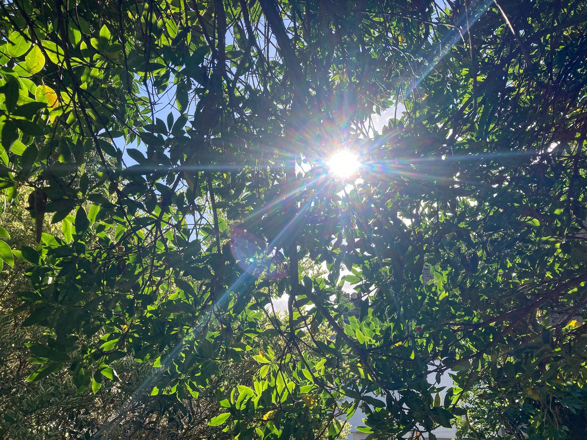 paintedglitter's tweet photo. #TreeClub 🌳 https://t.co/TzLIXXBHWN