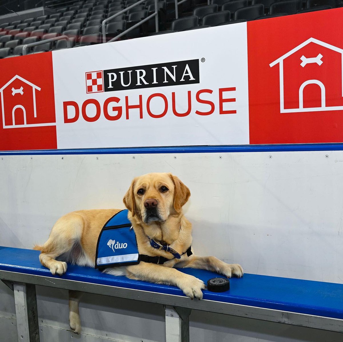StLouisBlues's tweet photo. Two minutes for ruffing 🐕 #PurinaDoghouse https://t.co/z694QNyjXL