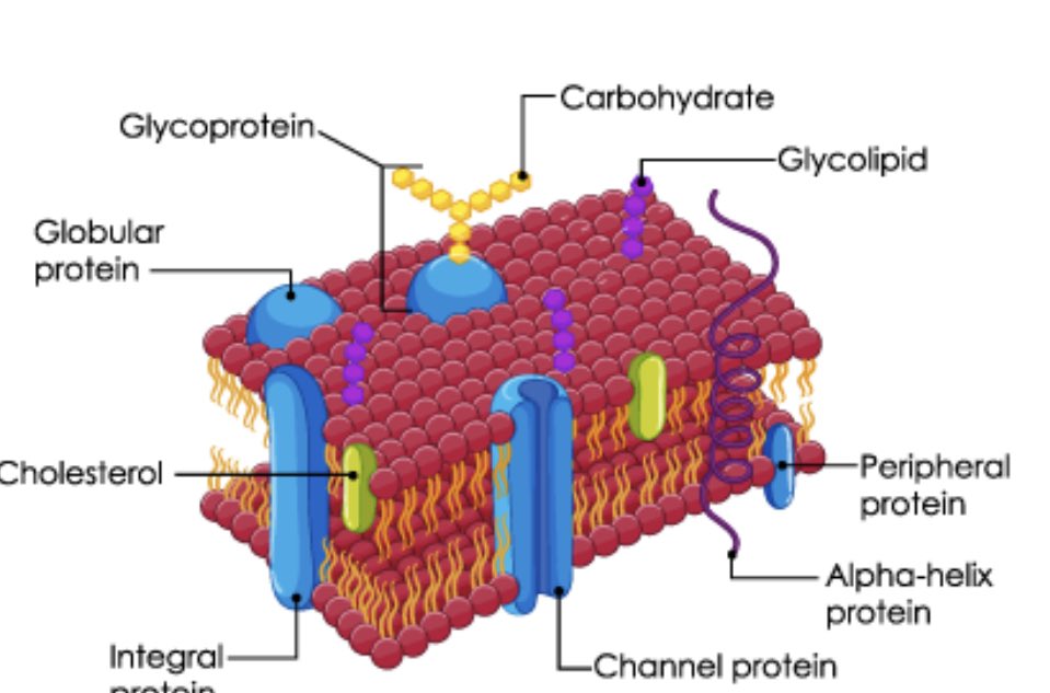 PlasmaM22's tweet photo. Let me introduce myself! Hi! I’m the plasma membrane. I love to travel the world with my beautiful wife and loving son. Here’s a pic of the lil chap- he’s 3 years and 2 months today! His first words were “vote plasma membrane” 😍  #GetPoliticell https://t.co/mnmxZLkxWw