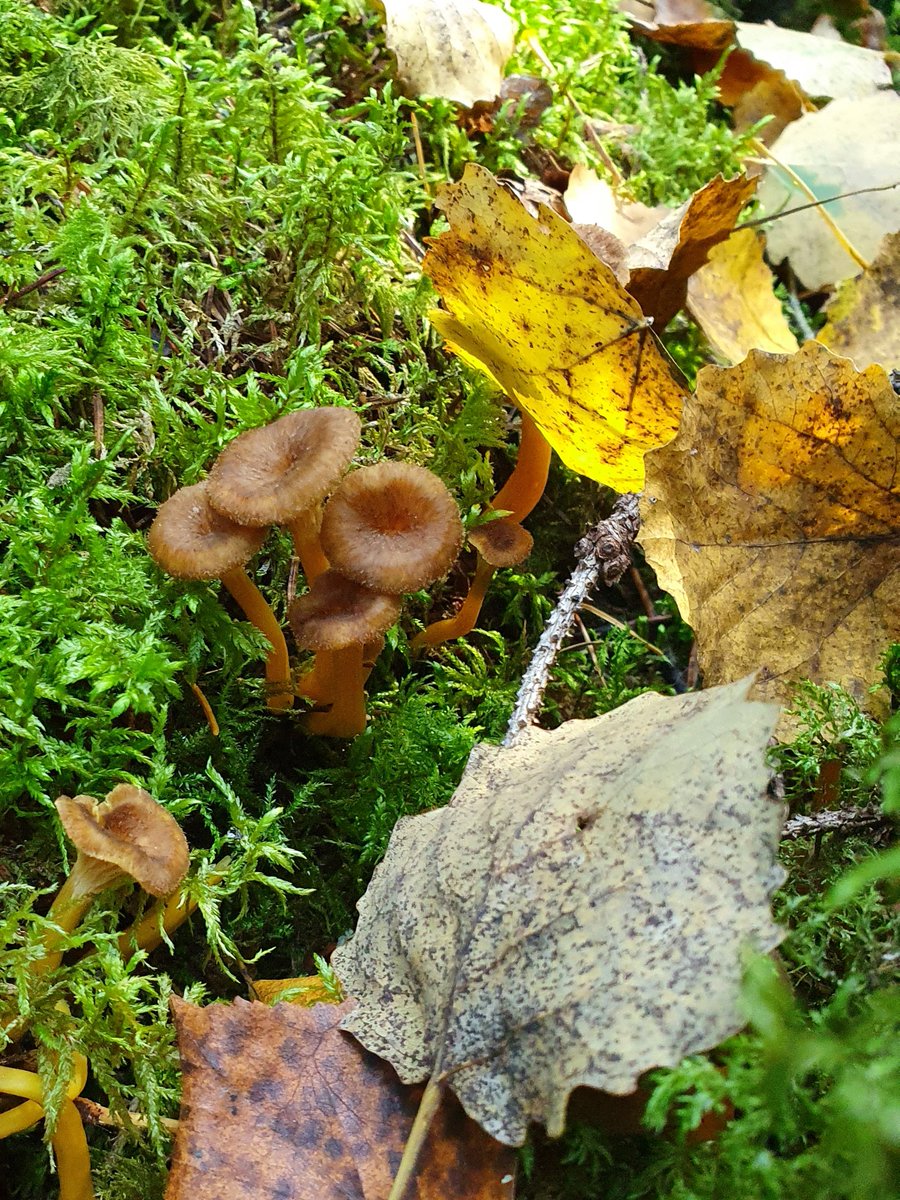 Deadline is approaching for our #BioImageAnalysis position, permanent, in Uppsala, Sweden. See details: forum.image.sc/t/bioinformati…
P.S. this is how our social activities look like - mushroom picking and grilling in the woods around Uppsala. 🇸🇪🌲