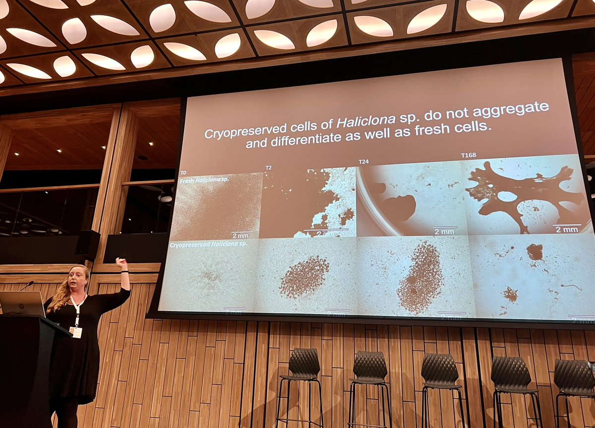 Sponge_2022 tweet media