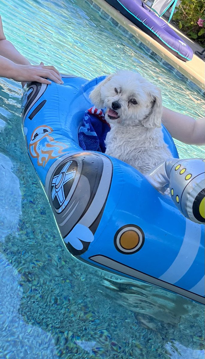 IAmRufus209's tweet photo. The world lost a little legend today as Princess crossed the rainbow bridge. Princess was the cutest, sweetest family dog and her presence will be deeply missed. Princess’s mom is especially hurting today so everyone plz send a prayer/good thought!🙏🏻💕
@IAmAPrincess009 https://t.co/0UdpWGibKJ