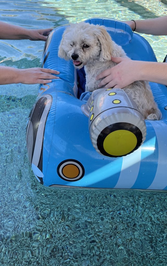 IAmRufus209's tweet photo. The world lost a little legend today as Princess crossed the rainbow bridge. Princess was the cutest, sweetest family dog and her presence will be deeply missed. Princess’s mom is especially hurting today so everyone plz send a prayer/good thought!🙏🏻💕
@IAmAPrincess009 https://t.co/0UdpWGibKJ