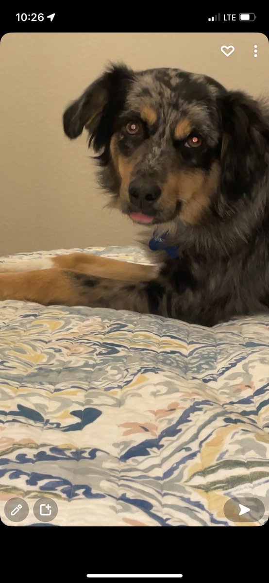 Anybody else’s dog just hold there tongue out like this? Is mine broken?🤣