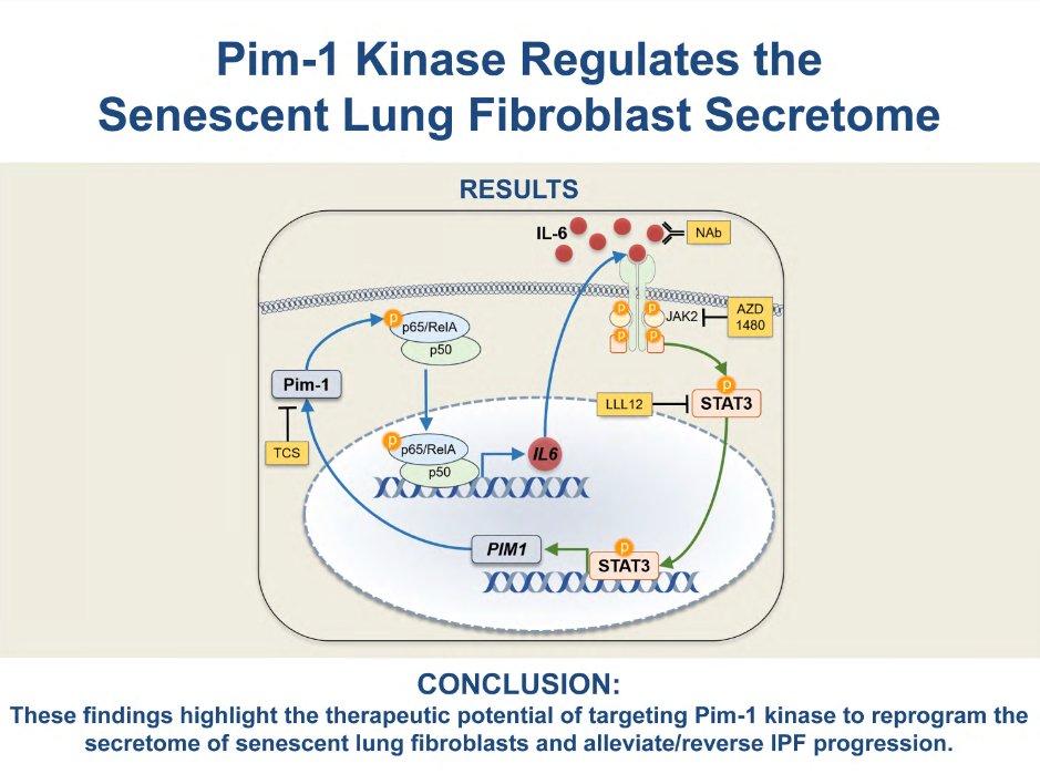 APS Publications (@apspublications) on Twitter photo Pim-1 Kinase is a Positive Feedback Regulator of the Senescent Lung Fibroblast Inflammatory Secretome - new in <a href="/AJPLung/">AJP-Lung Cellular and Molecular Physiology</a>
ow.ly/otFW50L9flK
#lungfibrosis #senescence #articlesinpress Pim-1 Kinase is a Positive Feedback Regulator of the Senescent Lung Fibroblast Inflammatory Secretome - new in <a href="/AJPLung/">AJP-Lung Cellular and Molecular Physiology</a>
ow.ly/otFW50L9flK
#lungfibrosis #senescence #articlesinpress