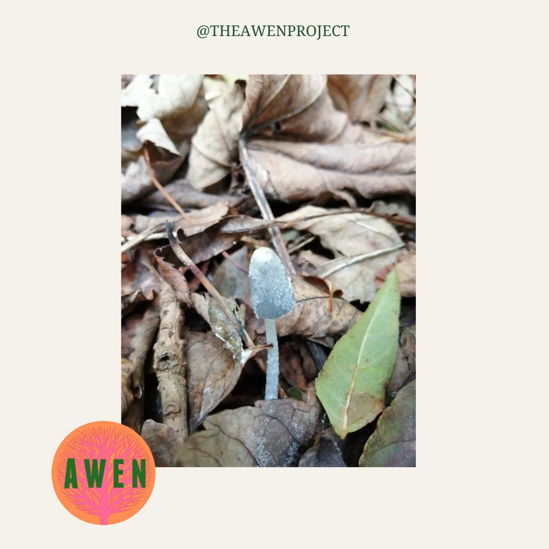 The Awen School tweet media