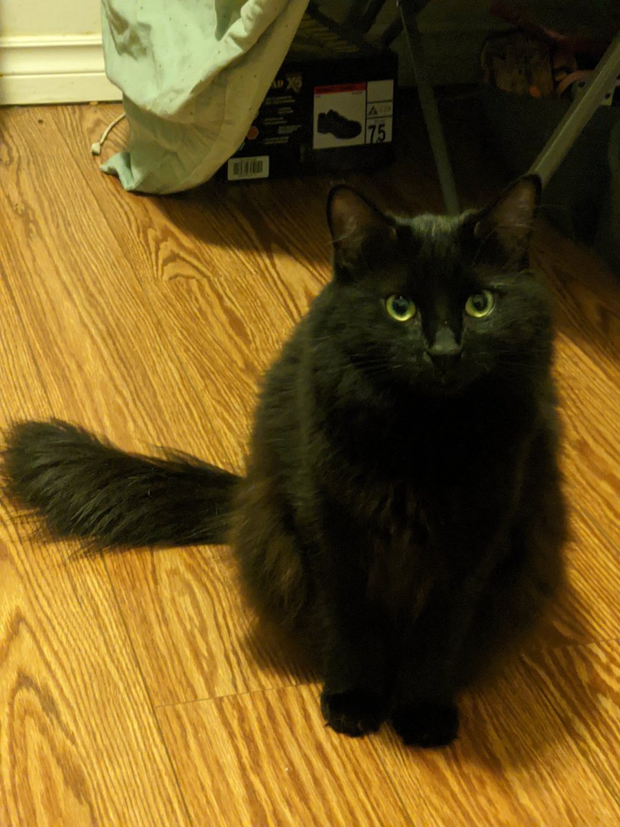 taln213's tweet photo. @PawsleyTheCat We have the same guard! https://t.co/Wid4mczE5N