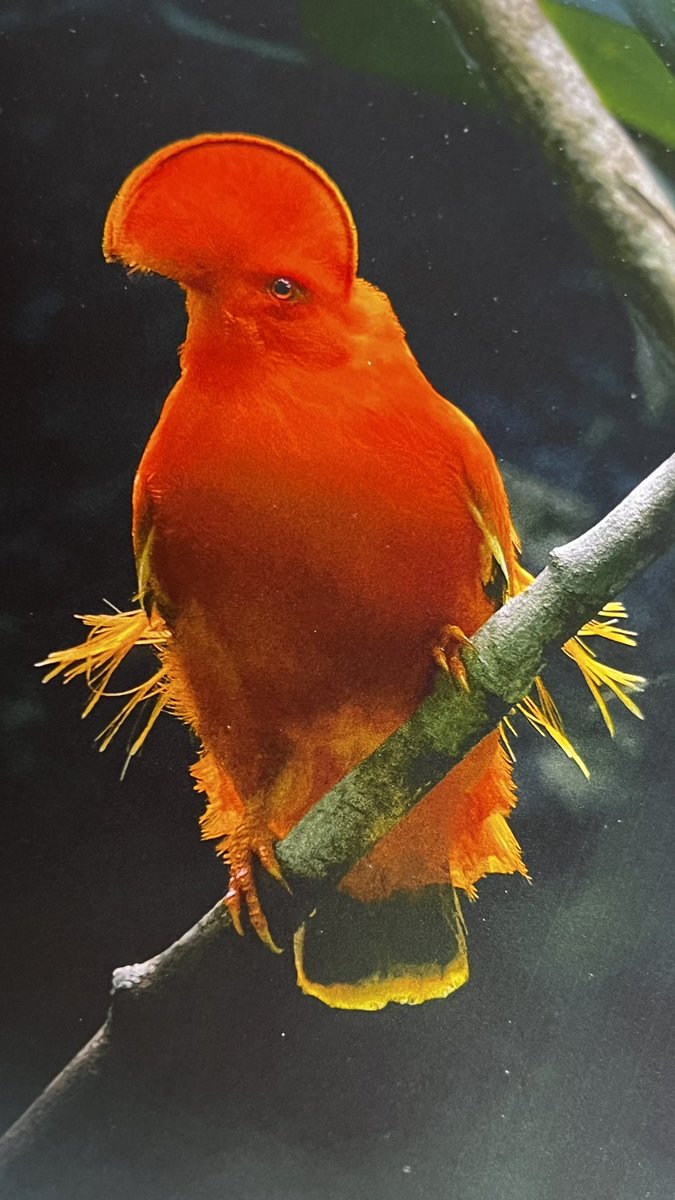 NikyCarreraLevy's tweet photo. Que lindo es tener esta belleza de libro en nuestras manos y que gusto escucharte con tanta pasión, ese mismo elemento que nos conecta. Gracias por este lindo mensaje y por esta linda obra de arte @MemoGomezFoto https://t.co/fVRHClDZM1
