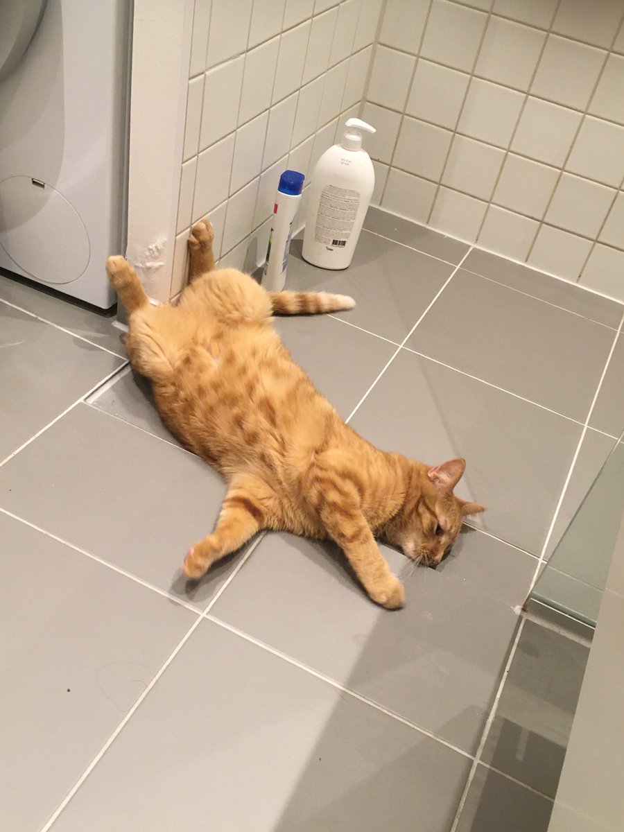 Anna8Sofia's tweet photo. Strange ginger cat #cat #funny #funnycat #ginger #gingercat #CatsOfTwitter #CatsOnTwitter #cats #strange https://t.co/Q2iUHbRiXc