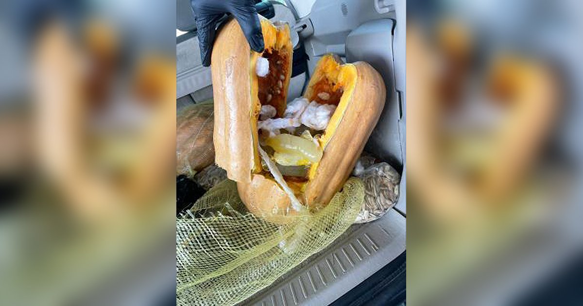 thehill's tweet photo. $402,000 of liquid meth found hidden inside condom-filled pumpkins https://t.co/AvffOHKiOV https://t.co/ljfDv3fuAa