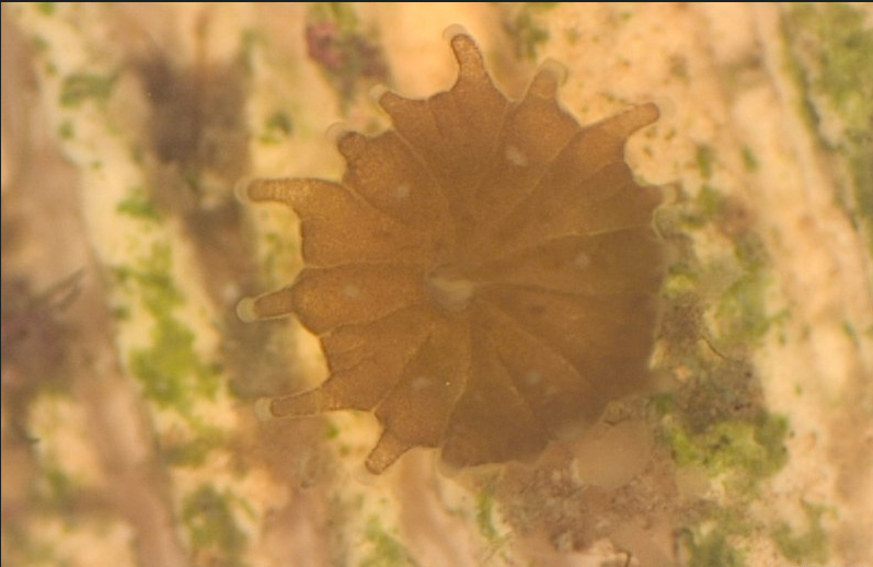 NSUmarinelarval's tweet photo. Coral recruits are taking up their algal symbionts and growing well 🪸🤩 #coralreproduction #earlylifestage #sexualpropogation #growout #massivecorals (Images courtesy of Valerie Super and Daisy Ponce) https://t.co/ghHNfpT568