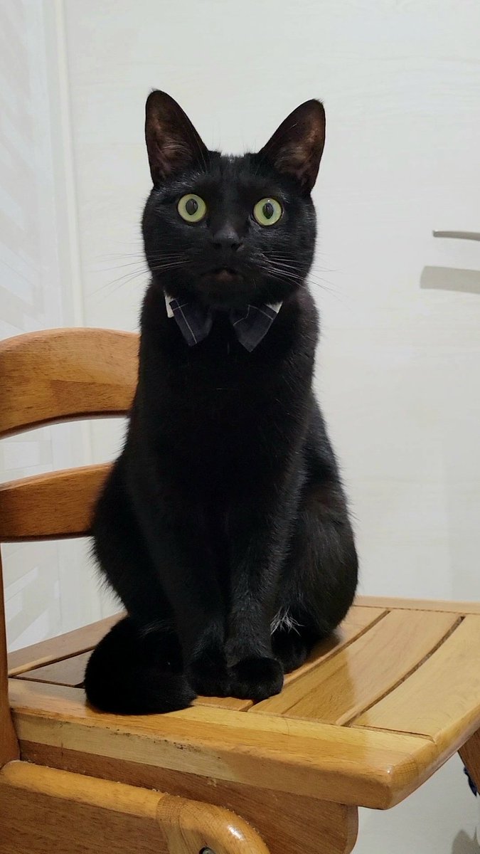 猫さんのあくび クリーチャー感がすごくて強そうでかわいい Togetter 猫さんのあくび クリーチャー感がすごくて強そうでかわいい Togetter