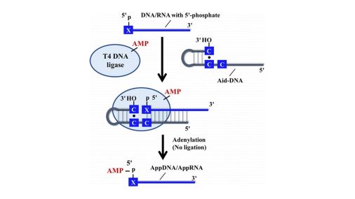 CSJjournals_jp's tweet image. [Selected Paper]
Adenylation | Ligation | Mini-hairpin
Article by Prof. Xingguo Liang (Ocean University of China) is available
#Adenylation #Ligation #NucleicAcid

journal.csj.jp/doi/abs/10.124…