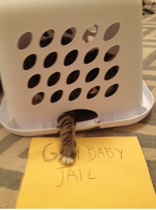 FurryMeower's tweet photo. @IwillNOTbuckYOU https://t.co/EUOHAcSf6K
