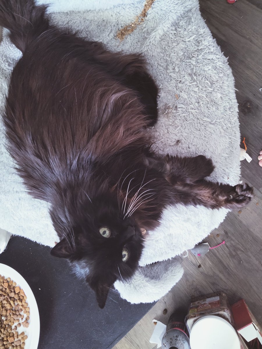 PretzelLoaf's tweet photo. She means so much to me💕 https://t.co/VBoOxfWBlp
