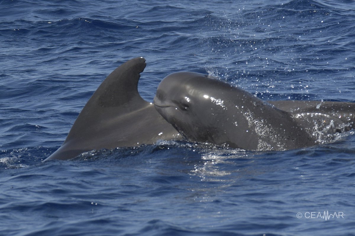 MARCET II tweet media