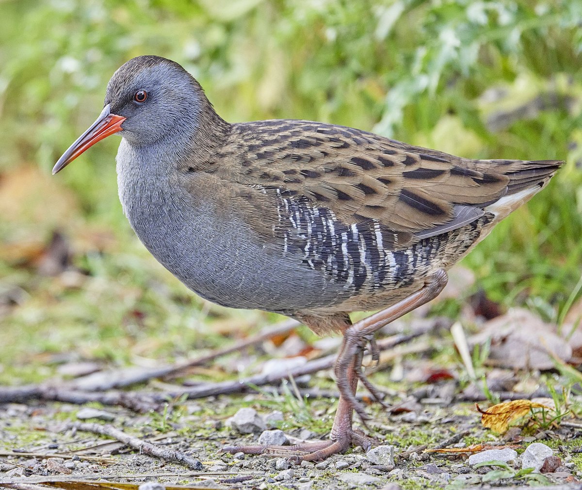 photographyman's tweet photo. \Water Rail at Neimann's Flashes. #bird #birds #birdwatching https://t.co/uUuWBBplrW