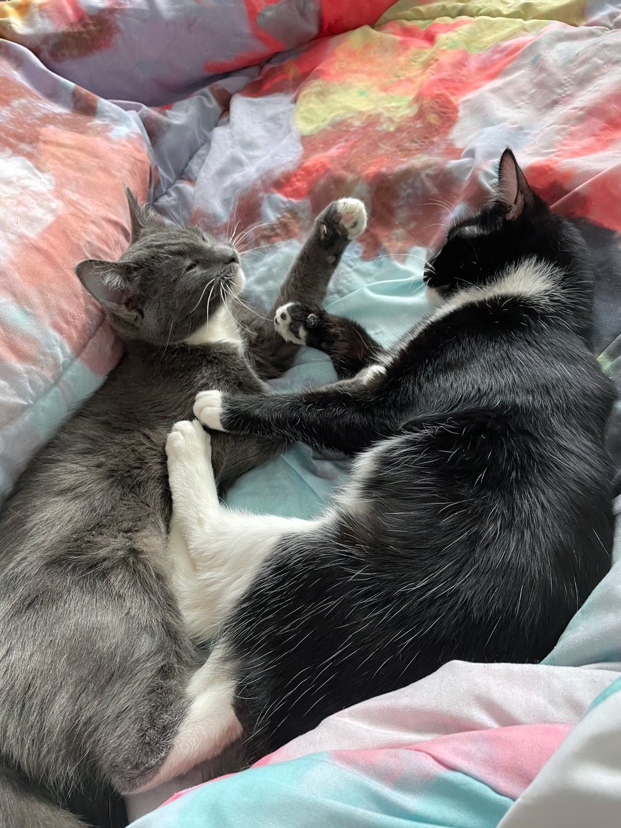 Heph's Foster Cat Haven tweet media