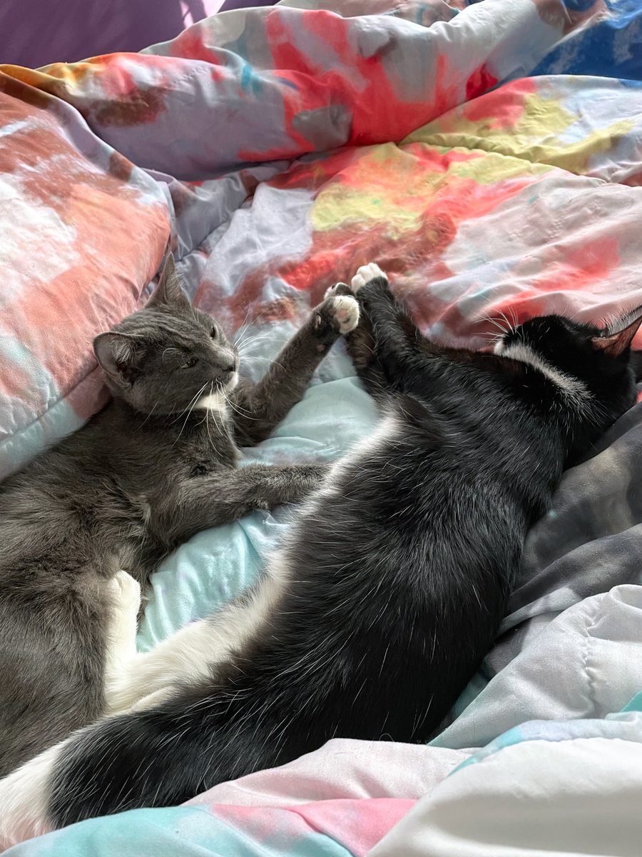 Heph's Foster Cat Haven tweet media