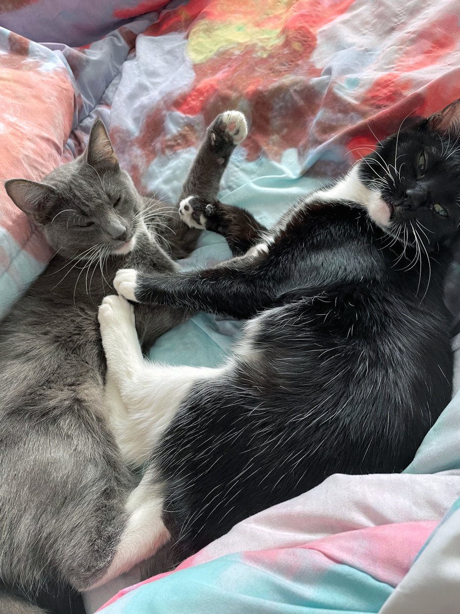 Heph's Foster Cat Haven tweet media