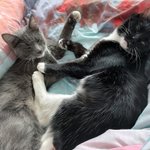 Photo by Heph's Foster Cat Haven (@HephNeedsAHome)