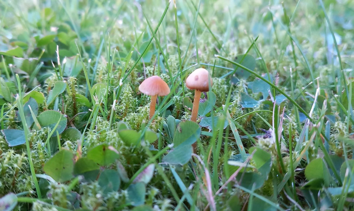 VodkaGothBitch's tweet photo. Been playing with my phone camera on the inlaws lawn taking pics of really little tiny mushrooms and I just love the pics I took 🍄🖤😃 #OwnPics https://t.co/tHsEsE5O4g