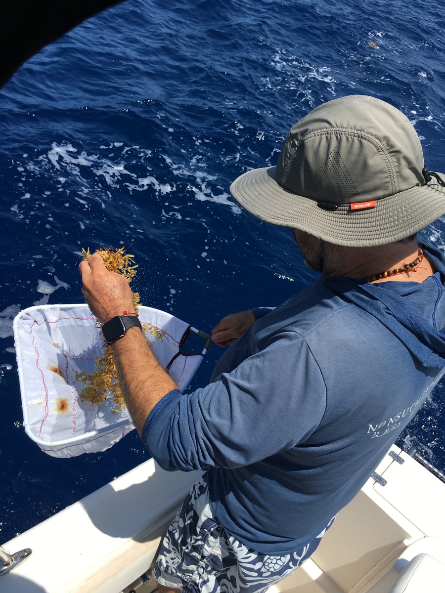 Sargasso Sea Commission tweet media